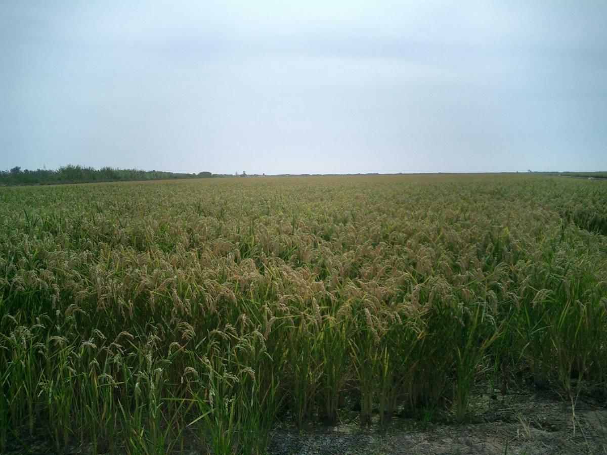 Deltament Deltebre